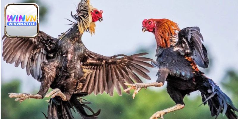 Giới thiệu đôi chút thông tin cơ bản về đá gà WINVN